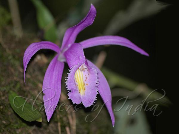 Early Blooming Pleione