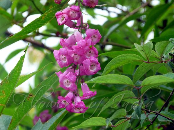 East Himalayan Butterfly Bush