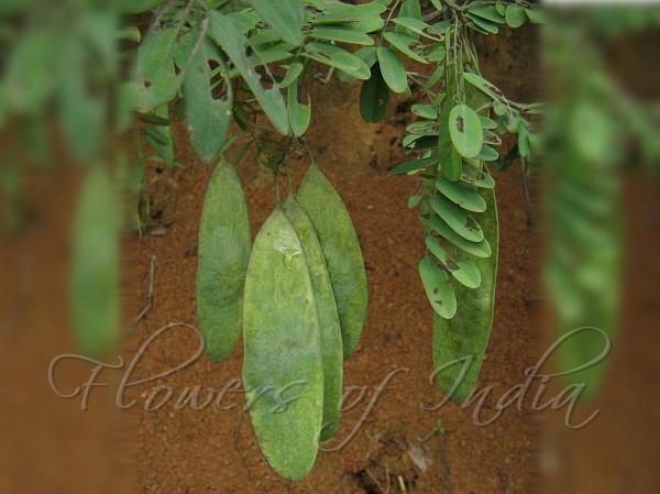 East Himalayan Dalbergia