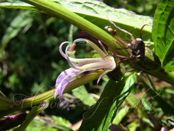 East-Asian Lobelia