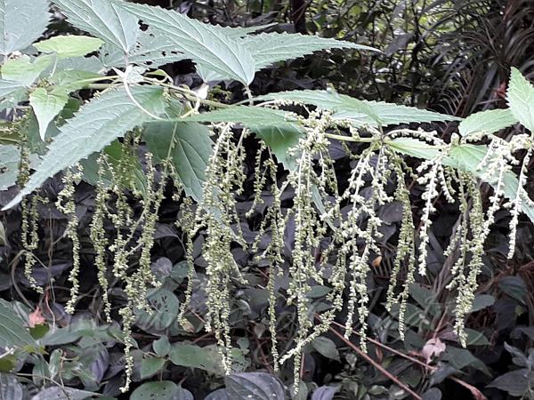 East-Asian Nettle