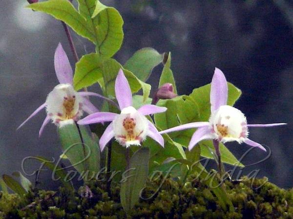 East-Asian Pleione
