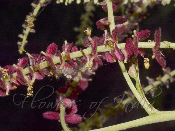 East-Indian Almond