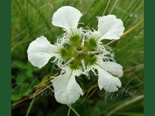 Eastern Bog Star