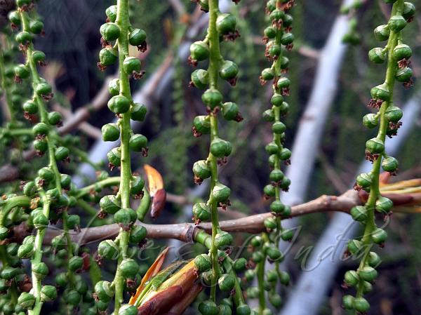 Eastern Cottonwood