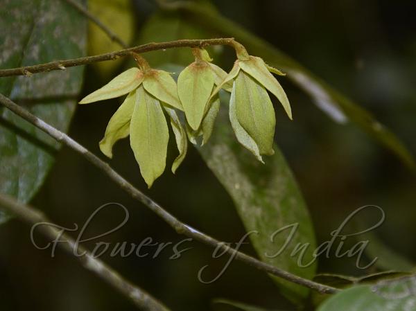 Eastern Dwaba-Berry