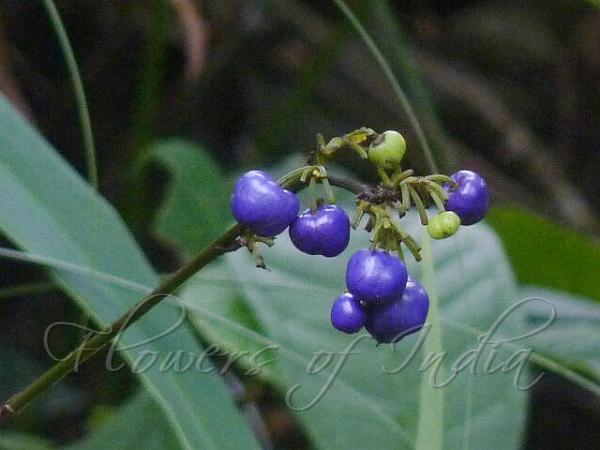 Eastern Flax Lily