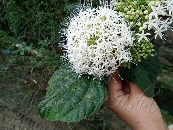 Eastern Glorybower