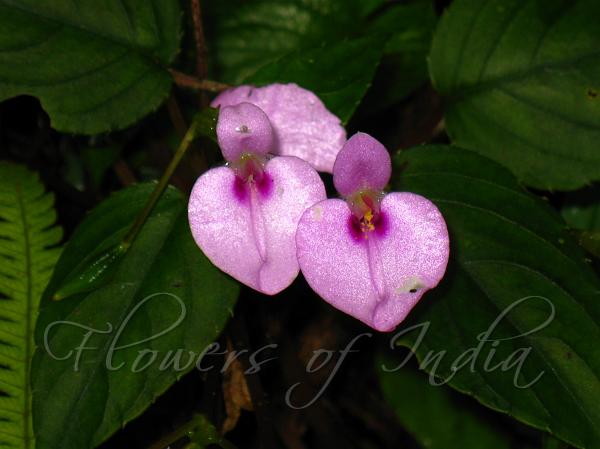 Elegant Balsam