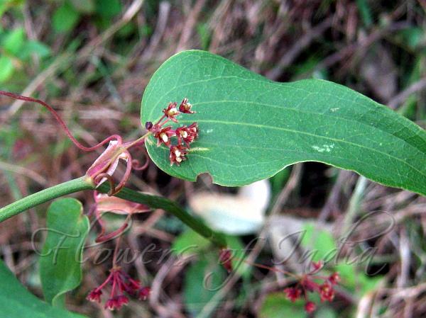 Elegant Smilax