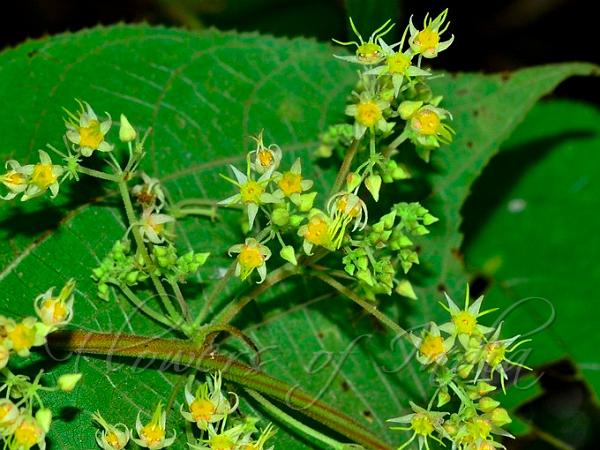 Elegant Spinefruit Vine