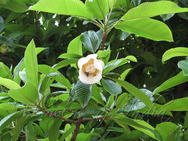 Elephant Apple