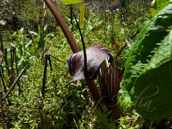 Elephant Cobra Lily