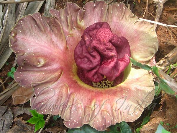 Elephant Foot Yam