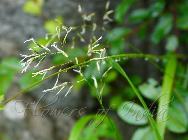 Elongated Sweet-Grass