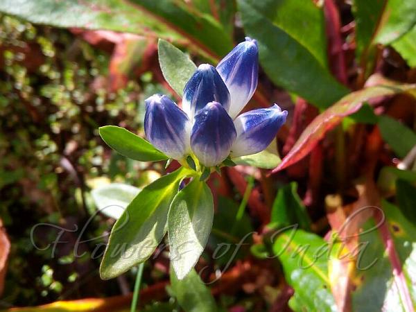 Elwes Gentian