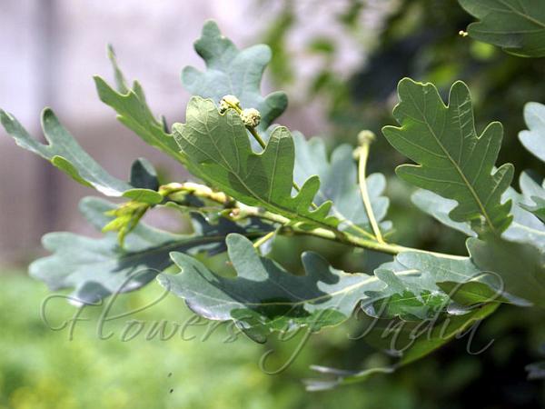 English Oak
