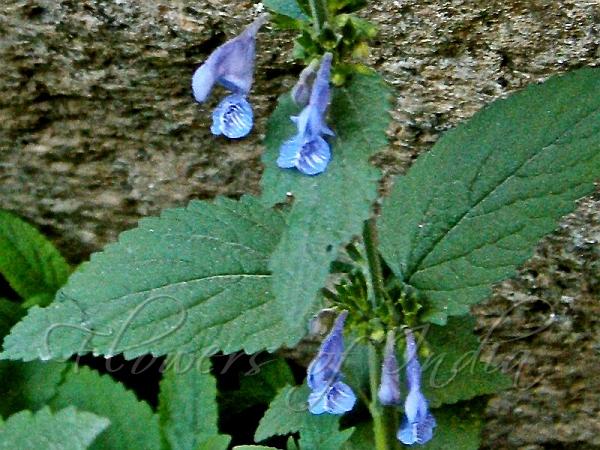 Erect Catmint