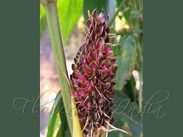 Erect Flemingia