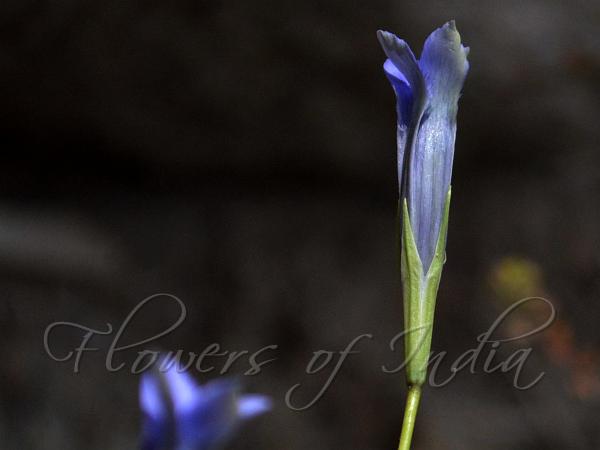 Erect Gentian