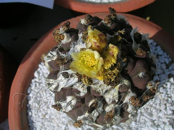 Esmeralda Copiapoa