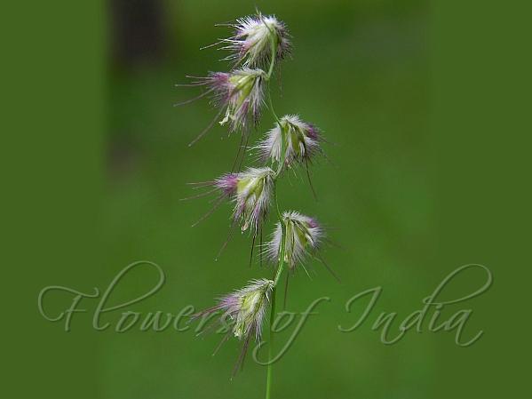 Ethiopian Black Millet