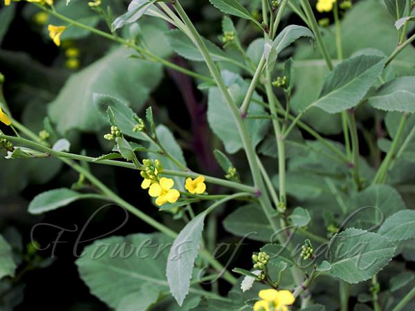 Ethiopian Mustard