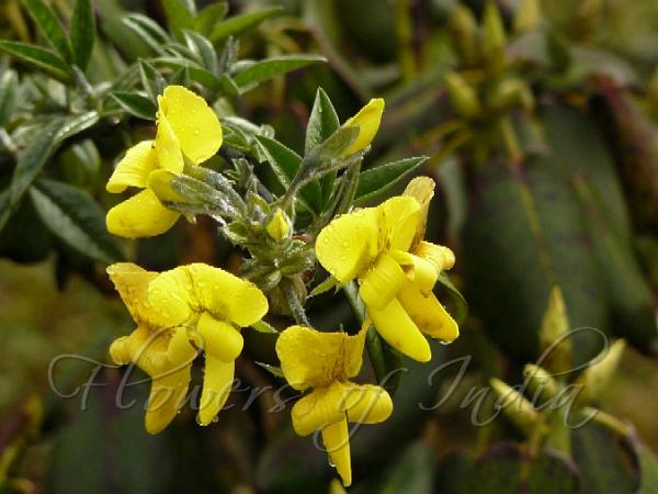 Evergreen Laburnum
