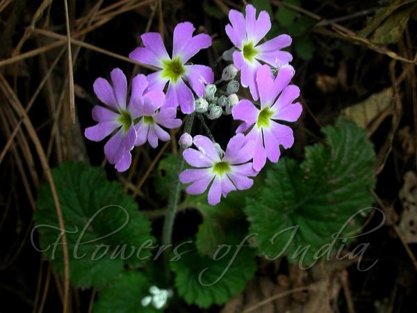 Fairy Primrose
