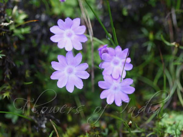 Fanleaf Primrose