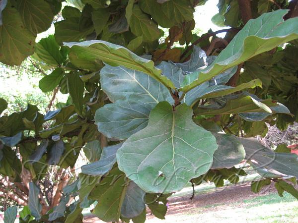 Fiddle Leaf Fig