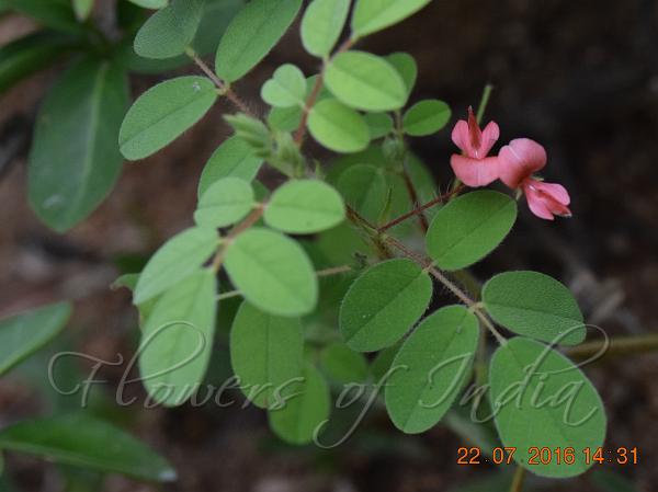 Five-Leaf Indigo