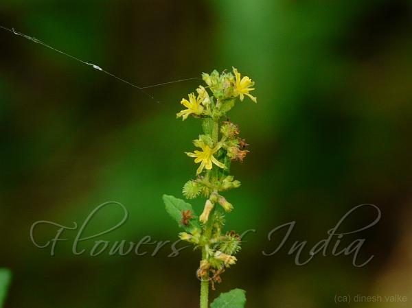Fivestamen Burrbark