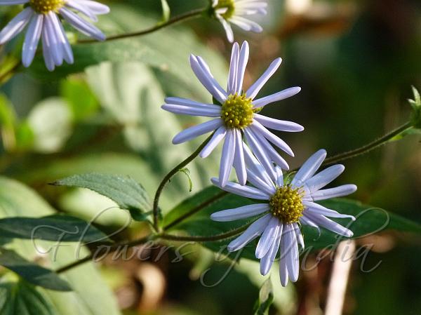 Floppy Himalayan Aster