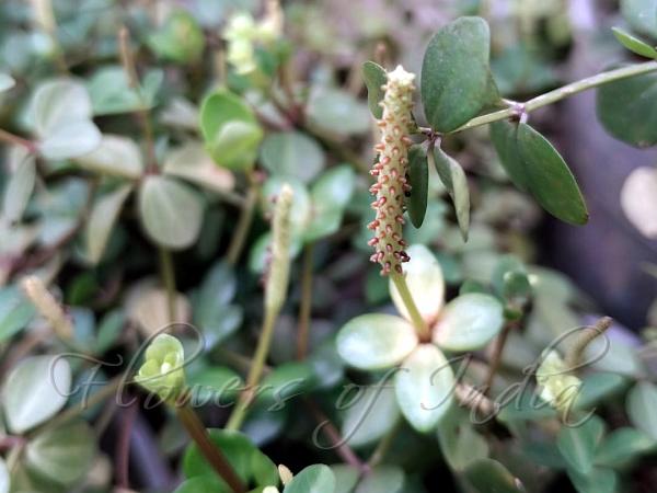 Four-Leaf Peperomia