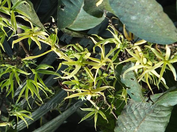 Fragrant Ashok