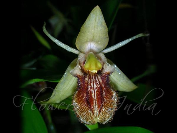 Fringed Coelogyne