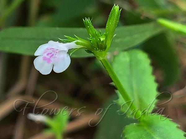 Fringed Lindernia