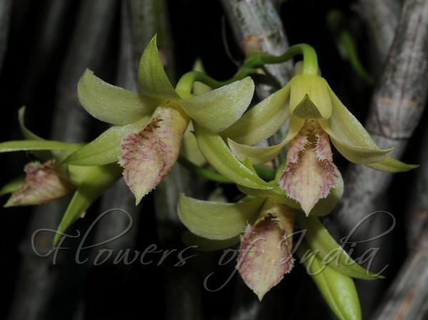 Fringed Tree Dendrobium