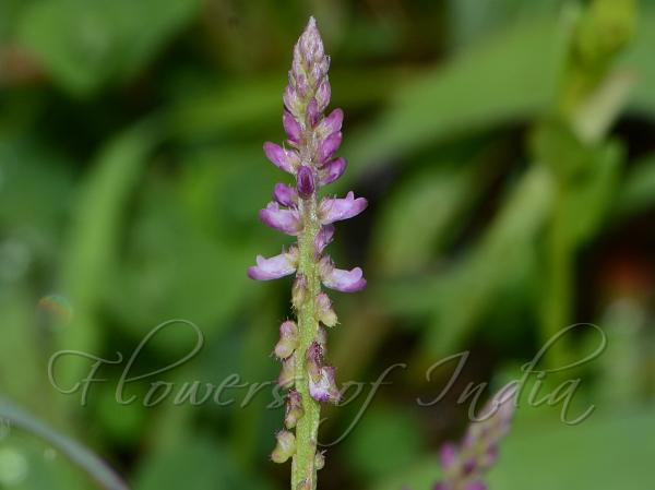 Fringed-Leaf Milkwort