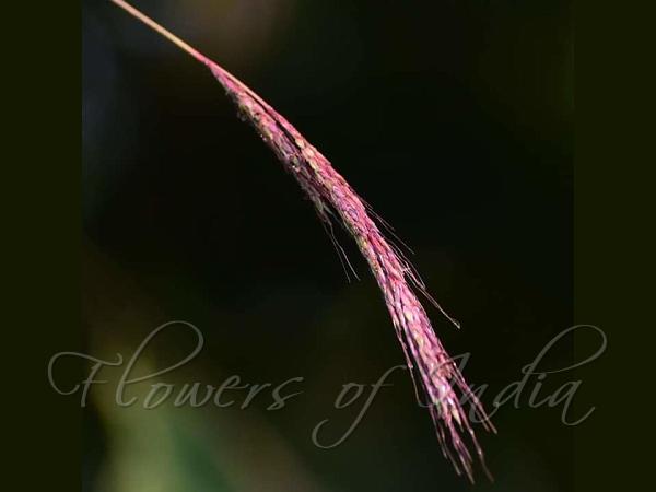 Ganga Beardgrass