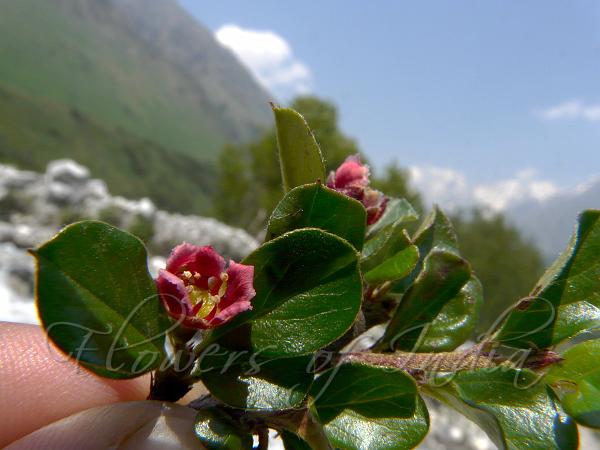 Garhwal Cotoneaster