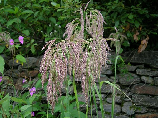 Garhwal Reedgrass