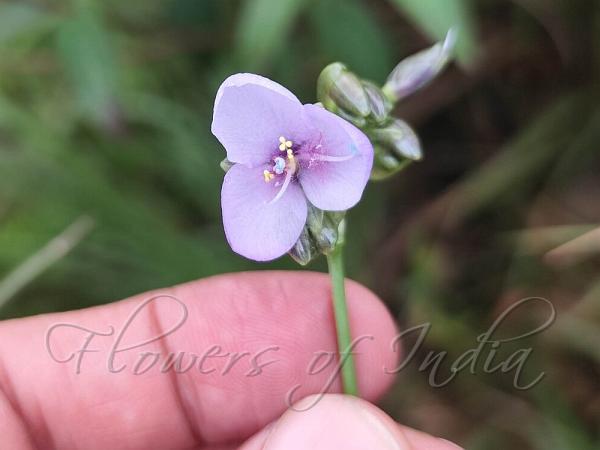 Giant Dewflower