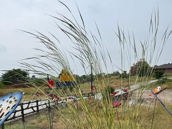 Giant Speargrass