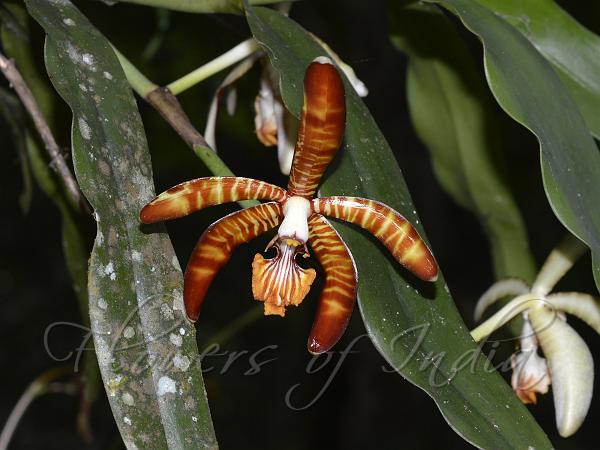 Giant Spider Orchid