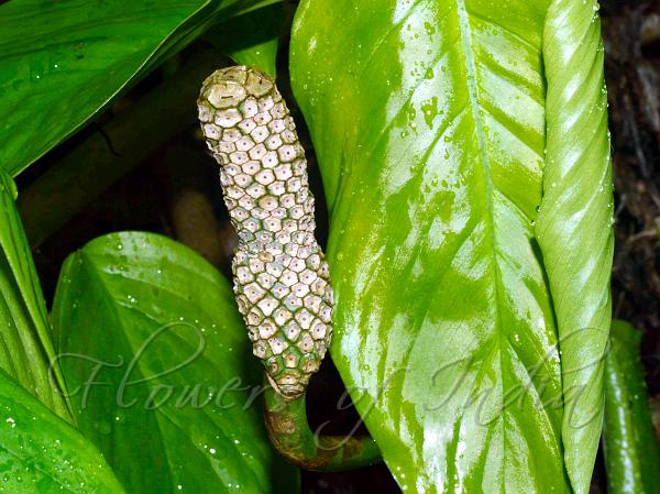 Glaucous Philodendron