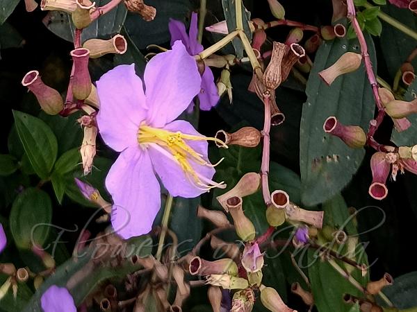 Goblet Osbeckia