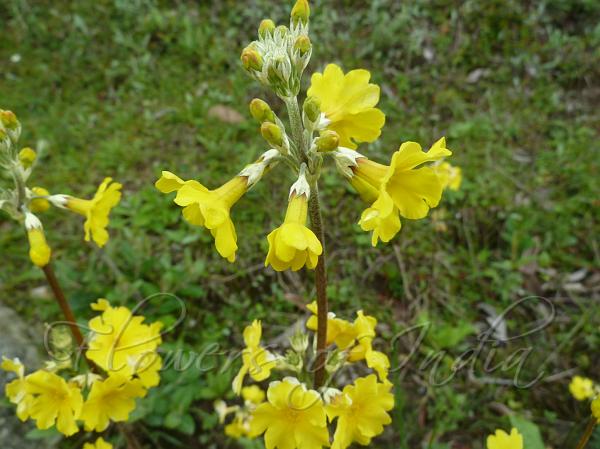Golden Candelabra Primrose