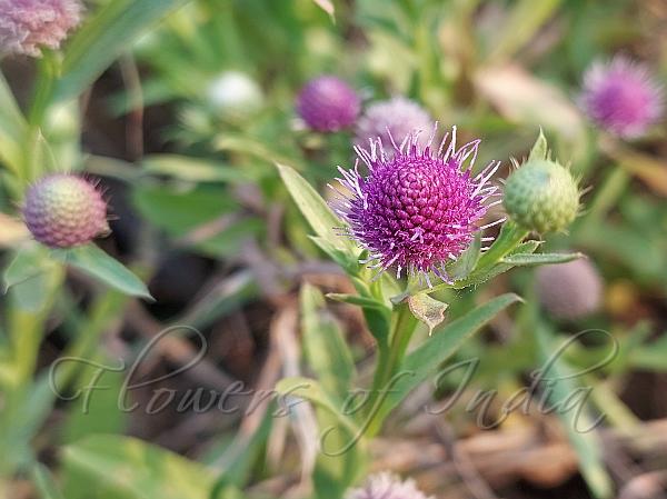 Gomphrena Globe Thistle